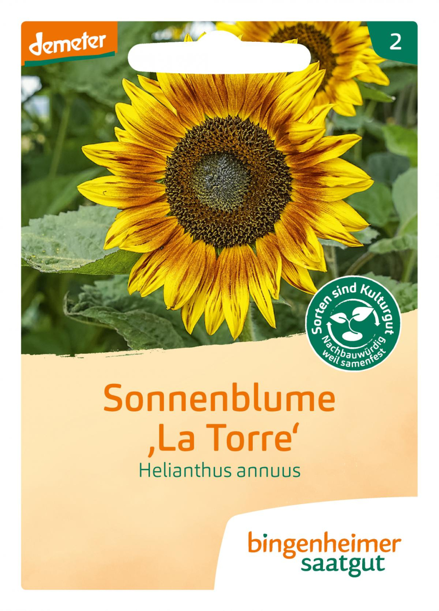 Sonnenblume