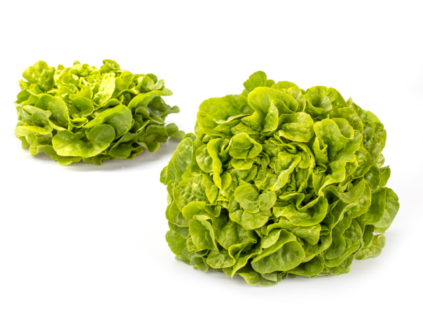 Eichblattsalat grün
