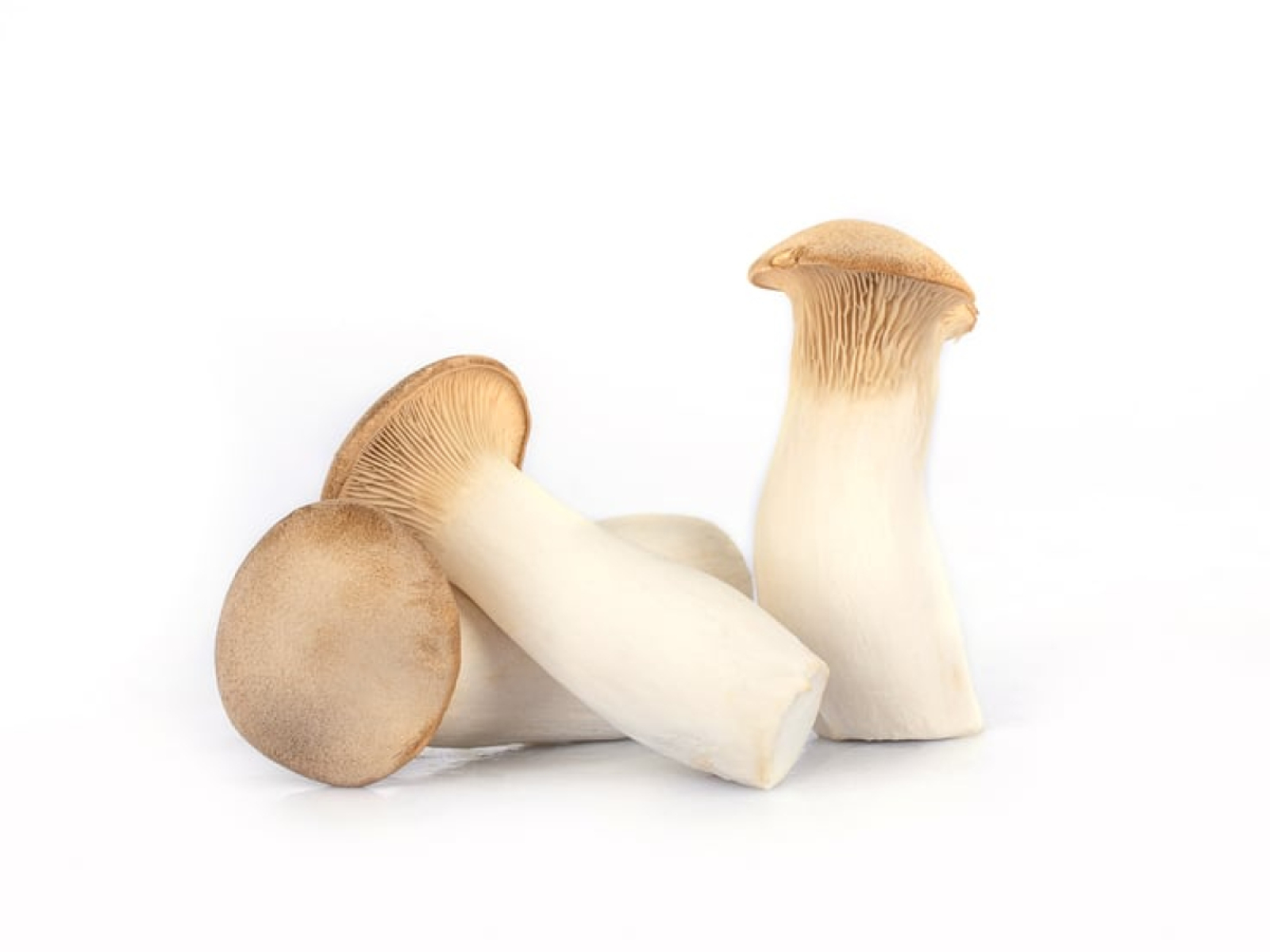 Kräuterseitlinge