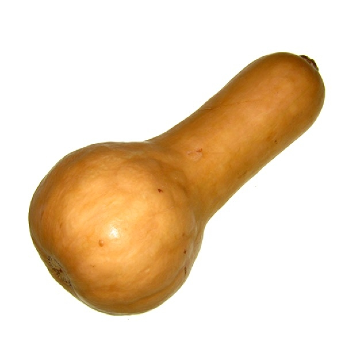 Kürbis Butternut