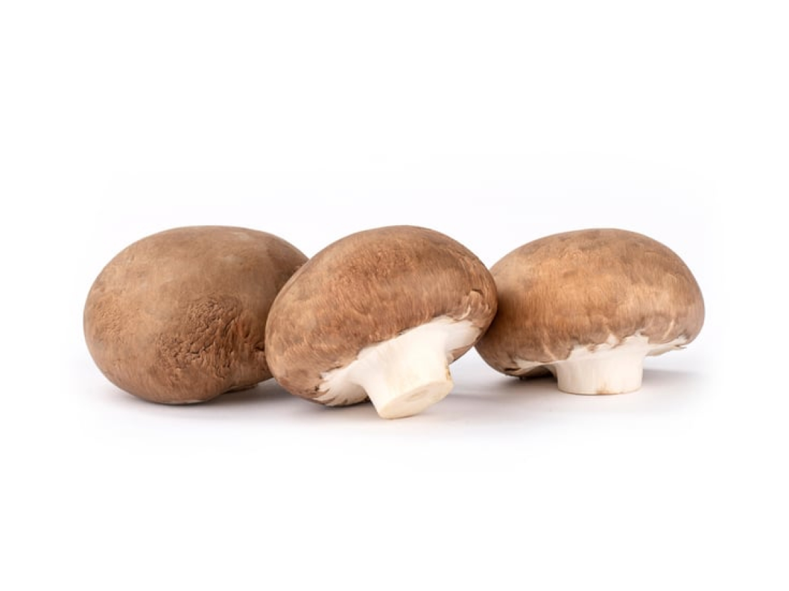 Stein- Champignons