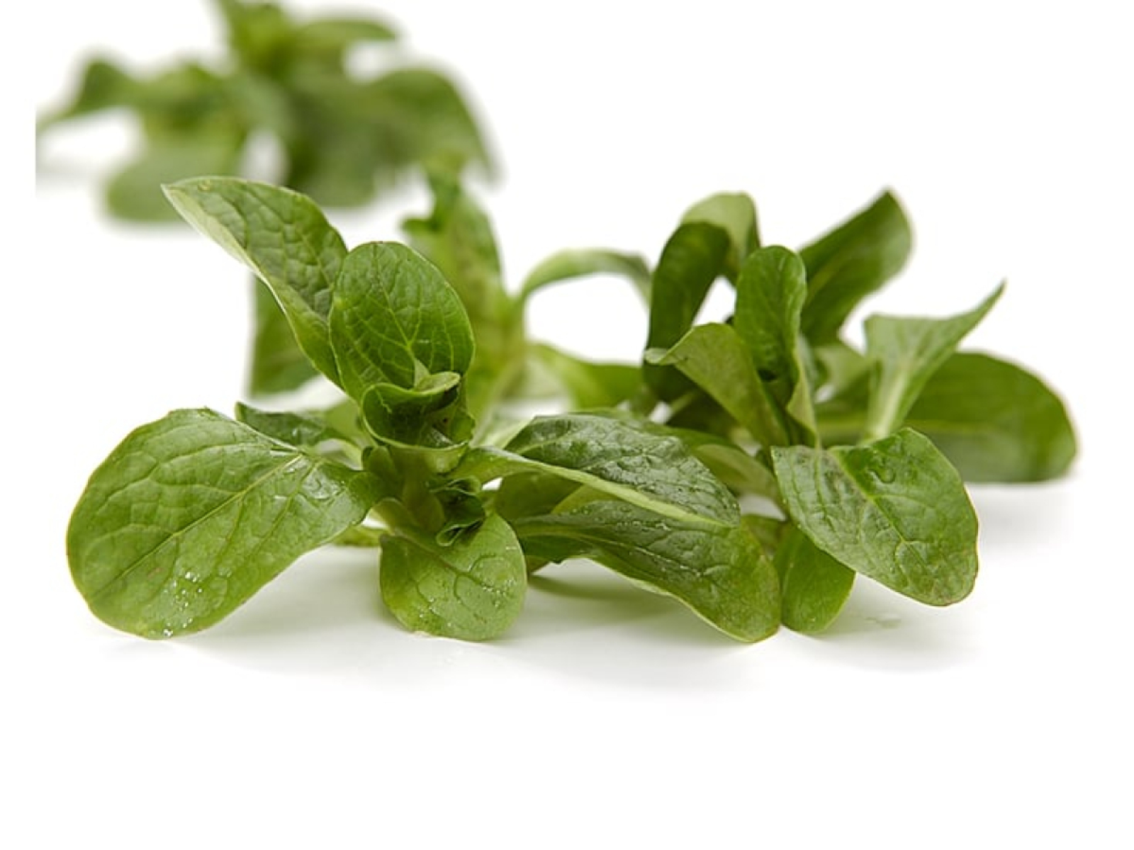 Feldsalat