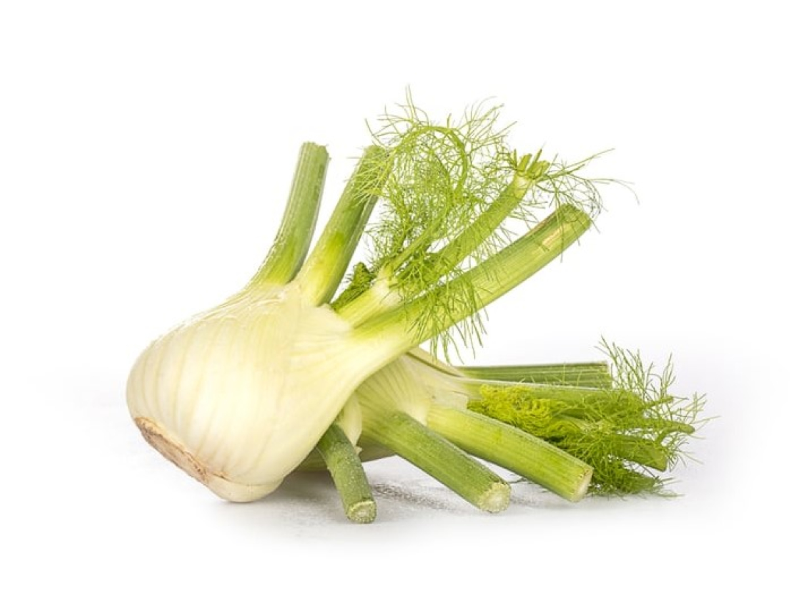 Fenchel